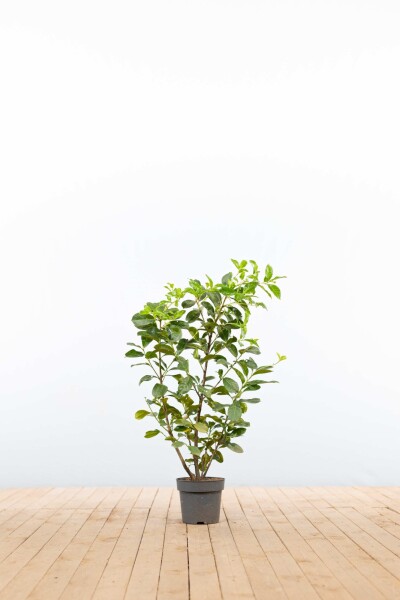 Kirschlorbeer / Prunus Laurocerasus Etna 80-100 cm - Topf