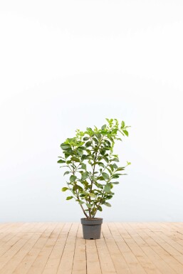 Kirschlorbeer / Prunus Laurocerasus Etna 80-100 cm - Topf