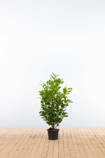 Kirschlorbeer / Prunus Laurocerasus Etna 100-125 cm - Topf