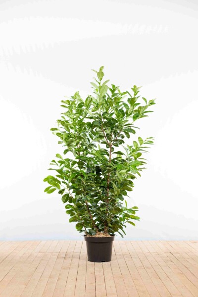 Kirschlorbeer / Prunus Laurocerasus Etna 125-150 cm - Topf