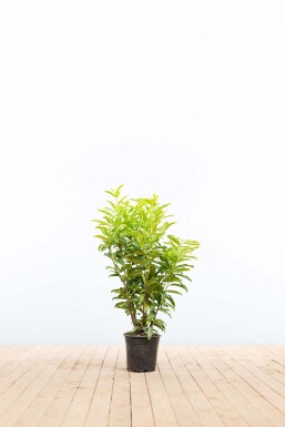 Kirschlorbeer / Prunus Laurocerasus Genolia 60-80 cm - Topf