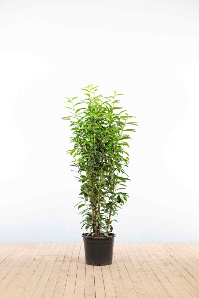 Kirschlorbeer / Prunus Laurocerasus Genolia 125-150 cm - Topf
