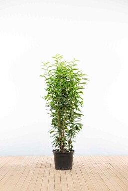 Kirschlorbeer / Prunus Laurocerasus Genolia 125-150 cm - Topf