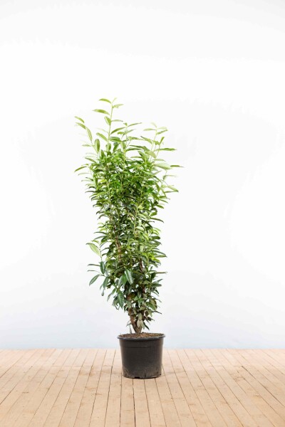 Kirschlorbeer / Prunus Laurocerasus Genolia 150-175 cm - Topf
