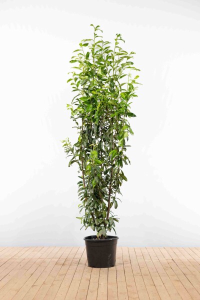 Kirschlorbeer / Prunus Laurocerasus Genolia 200-225 cm - Topf