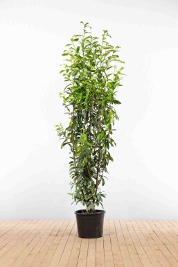 Kirschlorbeer / Prunus Laurocerasus Genolia 200-225 cm - Topf