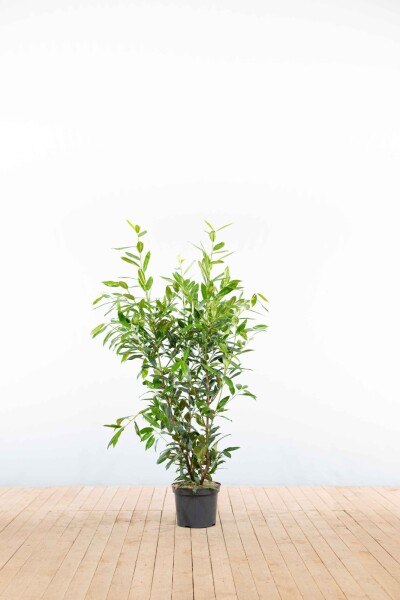Kirschlorbeer / Prunus Laurocerasus Herbergii 100-125 cm - Topf