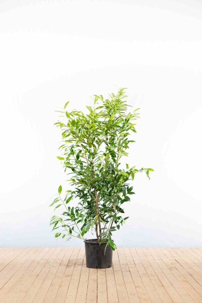 Kirschlorbeer / Prunus Laurocerasus Herbergii 125-150 cm - Topf