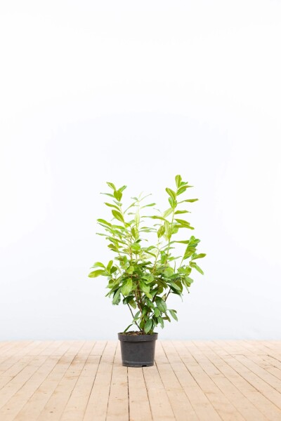 Kirschlorbeer / Prunus Laurocerasus Novita 80-100 cm - Topf