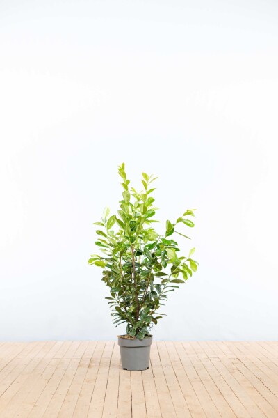 Kirschlorbeer / Prunus Laurocerasus Novita 100-125 cm - Topf