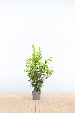 Kirschlorbeer / Prunus Laurocerasus Novita 100-125 cm - Topf