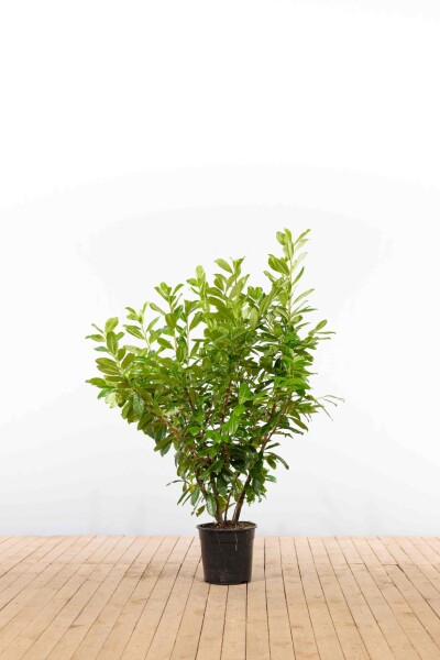 Kirschlorbeer / Prunus Laurocerasus Novita 125-150 cm - Topf