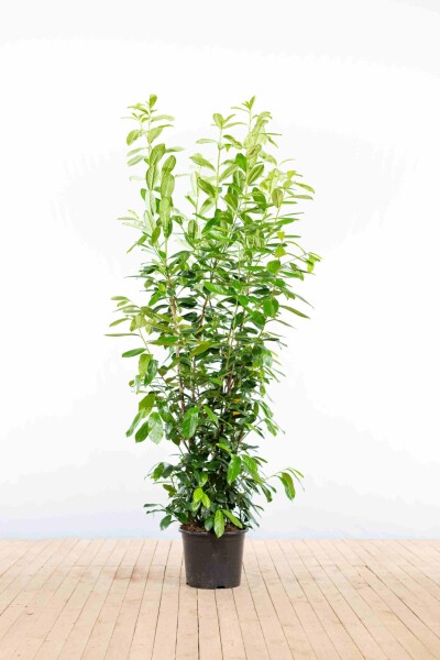 Kirschlorbeer / Prunus Laurocerasus Novita 175-200 cm - Topf