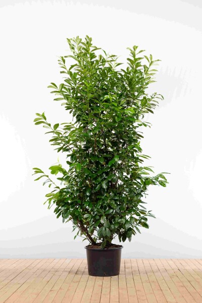 Kirschlorbeer / Prunus Laurocerasus Novita 200-225 cm - Topf