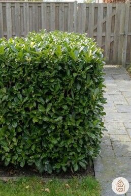 Kirschlorbeer / Prunus Laurocerasus Otto Luyken 40-50 cm - Topf