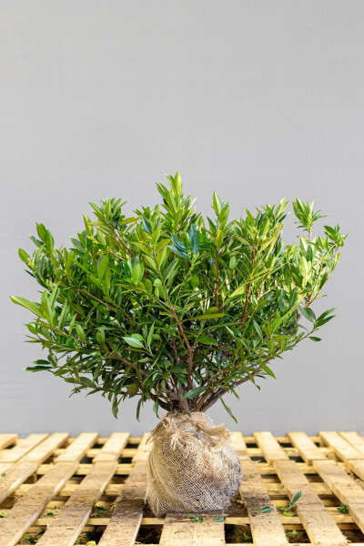 Kirschlorbeer / Prunus Laurocerasus Otto Luyken 50-60 cm - Topf