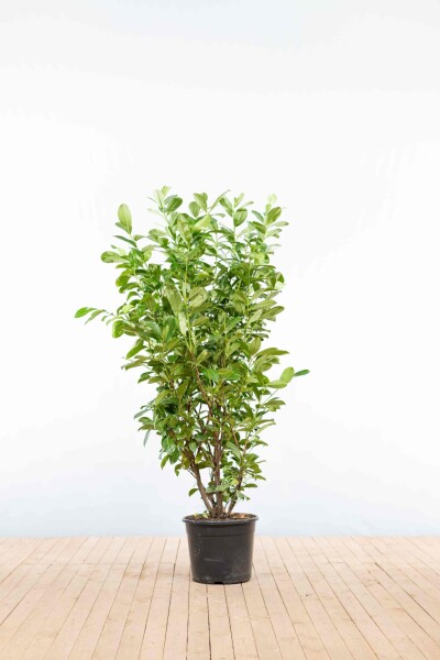 Kirschlorbeer / Prunus Laurocerasus Rotundifolia 125-150 cm - Topf