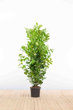 Kirschlorbeer / Prunus Laurocerasus Rotundifolia 150-175 cm - Topf