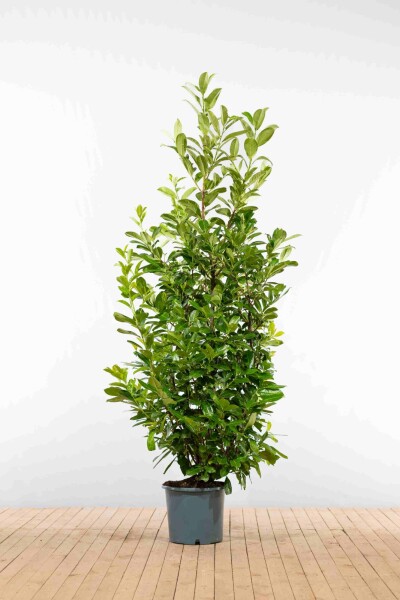 Kirschlorbeer / Prunus Laurocerasus Rotundifolia 200-225 cm - Topf