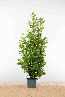 Kirschlorbeer / Prunus Laurocerasus Rotundifolia 200-225 cm - Topf