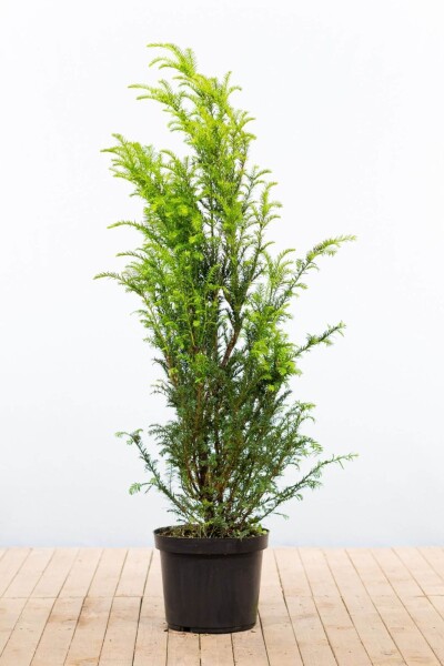 thuja smaragd 100-125 Thuja occidentalis Smaragd Lebensbaum 100-120 cm – Pflanzen247