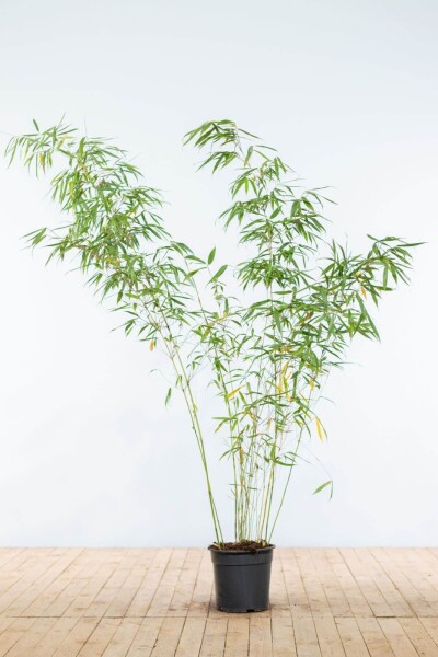 Bambus / Fargesia Rufa 175-200 cm - Topf