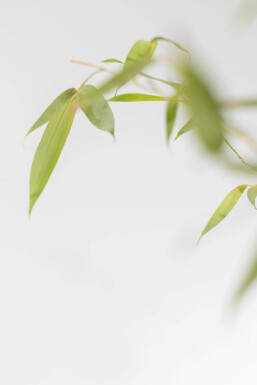 Goldrohrbambus / Phyllostachys Aurea 200-225 cm - Topf