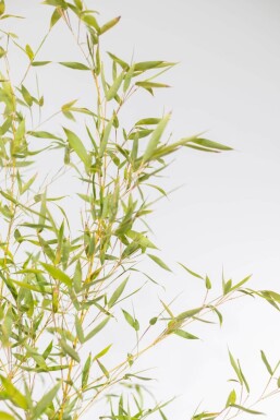 Goldrohrbambus / Phyllostachys Aurea 200-225 cm - Topf