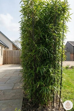 Schwarzer Bambus / Phyllostachys Nigra 200-225 cm - Topf