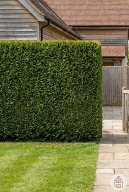 Lebensbaum / Thuja Plicata Excelsa 125-150 cm - Topf