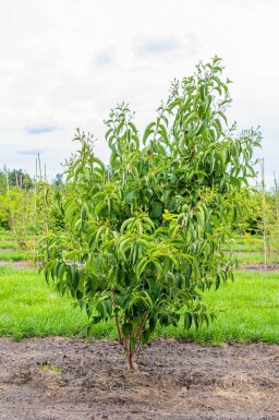 Heptacodium miconioides Mehrstämmig