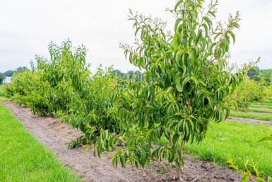 Heptacodium miconioides Mehrstämmig
