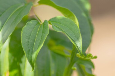 Heptacodium miconioides Mehrstämmig