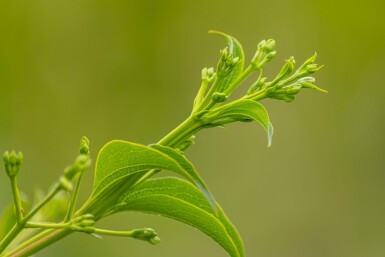 Heptacodium miconioides Mehrstämmig