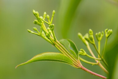 Heptacodium miconioides Mehrstämmig