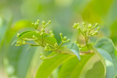 Heptacodium miconioides Mehrstämmig
