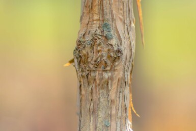 Heptacodium miconioides Mehrstämmig