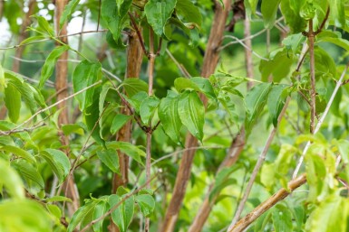 Heptacodium miconioides Mehrstämmig