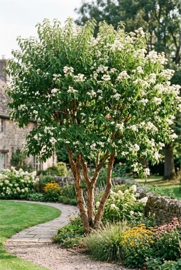 Heptacodium miconioides Mehrstämmig