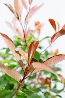 Photinia fraseri 'Red Robin' Halbstamm
