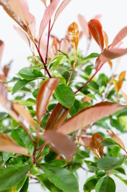 Photinia fraseri 'Red Robin' Halbstamm