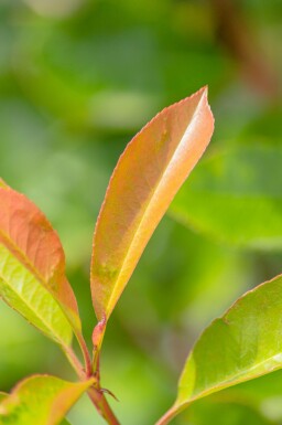 Photinia fraseri 'Red Robin' Halbstamm