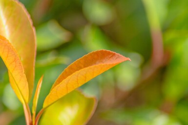 Photinia fraseri 'Red Robin' Halbstamm
