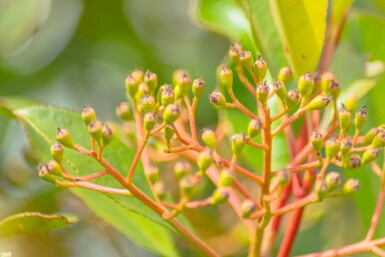 Photinia fraseri 'Red Robin' Halbstamm