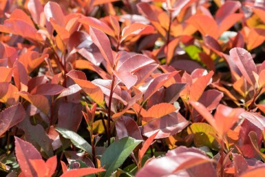 Photinia fraseri 'Red Robin' Halbstamm