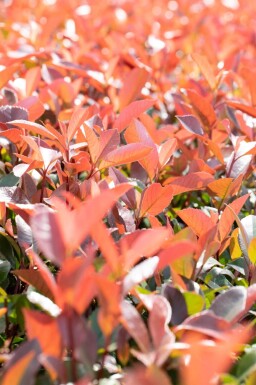 Photinia fraseri 'Red Robin' Halbstamm