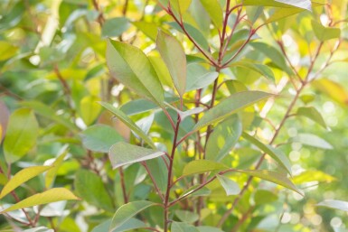 Photinia fraseri 'Red Robin' Halbstamm