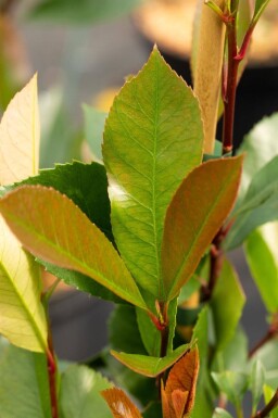 Photinia fraseri 'Red Robin' Halbstamm