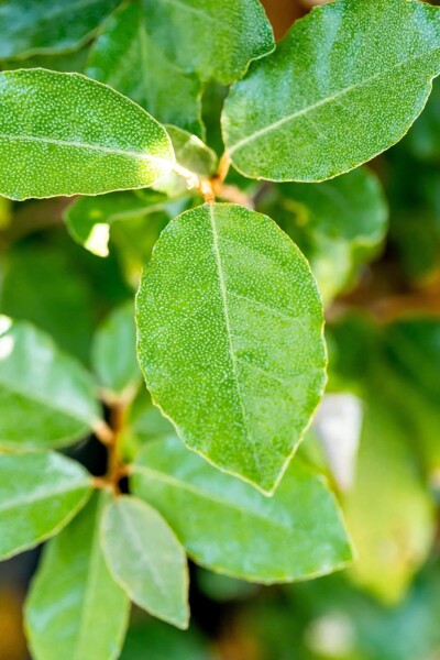 Elaeagnus ebbingei 'Compacta' Spalierbaum