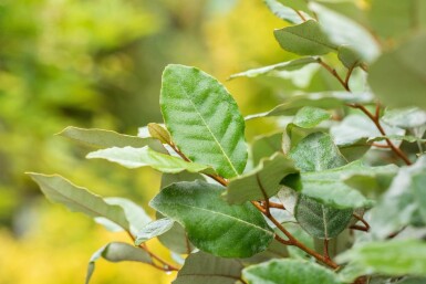 Elaeagnus ebbingei 'Compacta' Spalierbaum